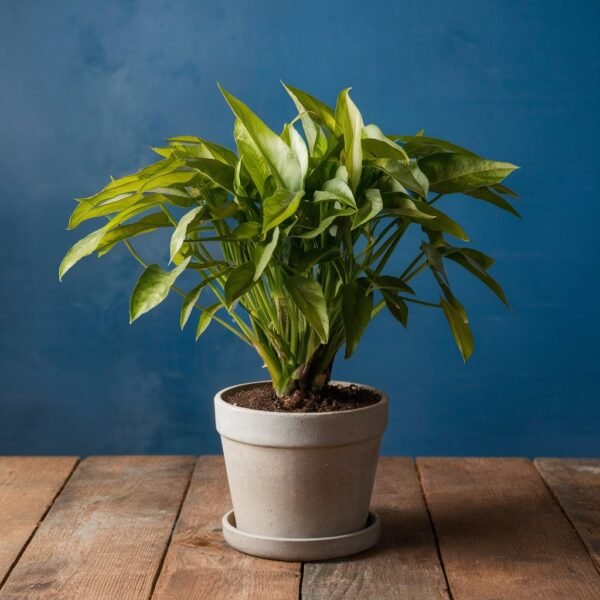 Money plant