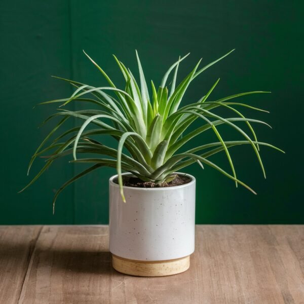 spider -plant