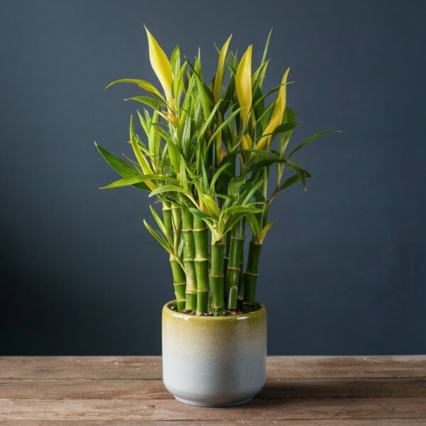Lucky bamboo