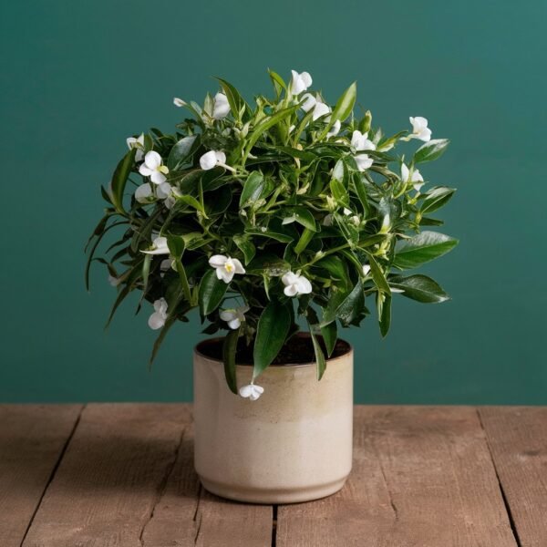 jasmine -plant